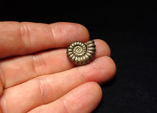 Load image into Gallery viewer, Promicroceras pyritosum ammonite fossil (20 mm)
