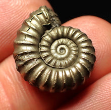 Load image into Gallery viewer, Promicroceras pyritosum ammonite fossil (19 mm)
