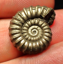 Load image into Gallery viewer, Promicroceras pyritosum ammonite fossil (19 mm)
