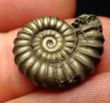 Load image into Gallery viewer, Promicroceras pyritosum ammonite fossil (19 mm)
