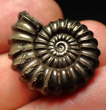 Load image into Gallery viewer, Huge high-quality Promicroceras pyritosum ammonite fossil (25 mm)
