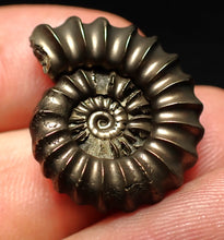 Load image into Gallery viewer, Huge high-quality Promicroceras pyritosum ammonite fossil (25 mm)
