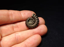 Load image into Gallery viewer, Huge high-quality Promicroceras pyritosum ammonite fossil (25 mm)
