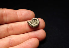 Load image into Gallery viewer, Perfect Promicroceras pyritosum ammonite fossil (16 mm)
