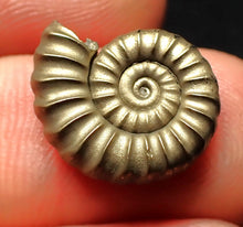 Load image into Gallery viewer, Perfect Promicroceras pyritosum ammonite fossil (16 mm)
