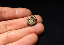 Load image into Gallery viewer, Perfect Promicroceras pyritosum ammonite fossil (16 mm)
