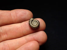 Load image into Gallery viewer, Perfect Promicroceras pyritosum ammonite fossil (14 mm)
