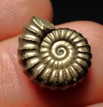 Load image into Gallery viewer, Perfect Promicroceras pyritosum ammonite fossil (14 mm)
