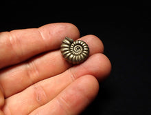 Load image into Gallery viewer, Promicroceras pyritosum ammonite fossil (19 mm)
