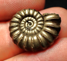 Load image into Gallery viewer, Promicroceras pyritosum ammonite fossil (19 mm)
