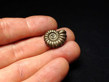 Load image into Gallery viewer, Promicroceras pyritosum ammonite fossil (19 mm)
