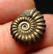 Load image into Gallery viewer, Promicroceras pyritosum ammonite fossil (16 mm)
