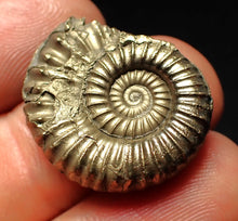 Load image into Gallery viewer, Large Microderoceras inexpectans ammonite fossil (25 mm)
