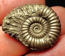 Load image into Gallery viewer, Large Microderoceras inexpectans ammonite fossil (25 mm)
