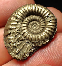 Load image into Gallery viewer, Large Microderoceras inexpectans ammonite fossil (25 mm)
