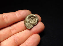 Load image into Gallery viewer, Large Microderoceras inexpectans ammonite fossil (25 mm)

