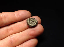 Load image into Gallery viewer, Crucilobiceras pyrite ammonite fossil (16 mm)
