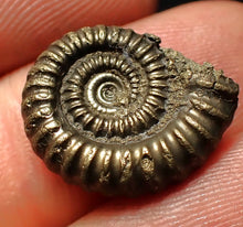 Load image into Gallery viewer, Crucilobiceras pyrite ammonite fossil (16 mm)
