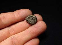 Load image into Gallery viewer, Crucilobiceras pyrite ammonite fossil (16 mm)
