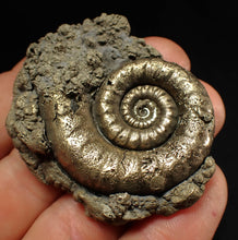 Load image into Gallery viewer, Pyrite Eteoderoceras (Eoderoceras) ammonite fossil (51 mm)
