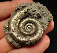 Load image into Gallery viewer, Pyrite Eteoderoceras (Eoderoceras) ammonite fossil (51 mm)
