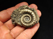 Load image into Gallery viewer, Pyrite Eteoderoceras (Eoderoceras) ammonite fossil (51 mm)
