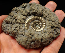 Load image into Gallery viewer, Big pyrite Eteoderoceras (Eoderoceras) ammonite fossil (79 mm)
