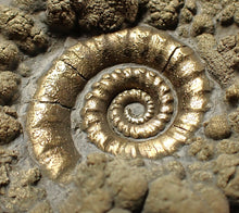 Load image into Gallery viewer, Big pyrite Eteoderoceras (Eoderoceras) ammonite fossil (79 mm)

