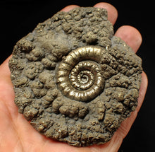 Load image into Gallery viewer, Big pyrite Eteoderoceras (Eoderoceras) ammonite fossil (79 mm)
