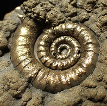Load image into Gallery viewer, Big pyrite Eteoderoceras (Eoderoceras) ammonite fossil (79 mm)
