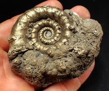 Load image into Gallery viewer, Big pyrite Eteoderoceras (Eoderoceras) ammonite fossil (77 mm)
