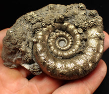 Load image into Gallery viewer, Big pyrite Eteoderoceras (Eoderoceras) ammonite fossil (77 mm)
