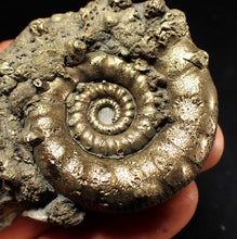 Load image into Gallery viewer, Big pyrite Eteoderoceras (Eoderoceras) ammonite fossil (77 mm)
