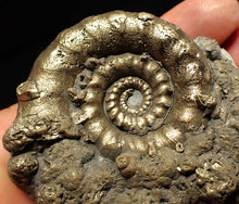 Load image into Gallery viewer, Big pyrite Eteoderoceras (Eoderoceras) ammonite fossil (77 mm)
