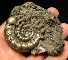 Load image into Gallery viewer, Big pyrite Eteoderoceras (Eoderoceras) ammonite fossil (77 mm)
