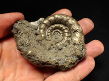 Load image into Gallery viewer, Big pyrite Eteoderoceras (Eoderoceras) ammonite fossil (77 mm)
