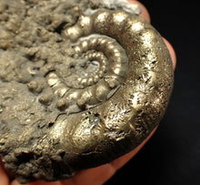 Load image into Gallery viewer, Big pyrite Eteoderoceras (Eoderoceras) ammonite fossil (77 mm)
