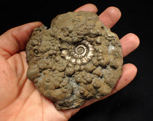 Load image into Gallery viewer, Large pyrite Eteoderoceras (Eoderoceras) ammonite fossil (100 mm)
