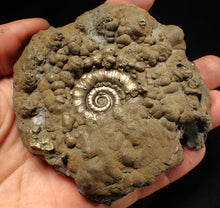 Load image into Gallery viewer, Large pyrite Eteoderoceras (Eoderoceras) ammonite fossil (100 mm)
