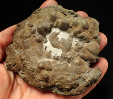 Load image into Gallery viewer, Large pyrite Eteoderoceras (Eoderoceras) ammonite fossil (100 mm)
