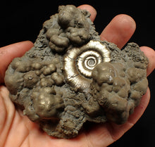 Load image into Gallery viewer, Big pyrite Eteoderoceras (Eoderoceras) ammonite fossil (93 mm)
