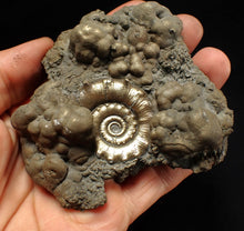 Load image into Gallery viewer, Big pyrite Eteoderoceras (Eoderoceras) ammonite fossil (93 mm)
