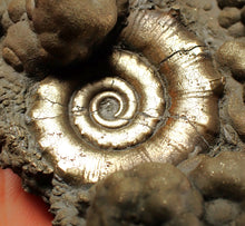 Load image into Gallery viewer, Big pyrite Eteoderoceras (Eoderoceras) ammonite fossil (93 mm)
