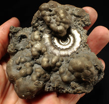 Load image into Gallery viewer, Big pyrite Eteoderoceras (Eoderoceras) ammonite fossil (93 mm)

