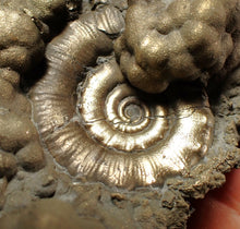 Load image into Gallery viewer, Big pyrite Eteoderoceras (Eoderoceras) ammonite fossil (93 mm)
