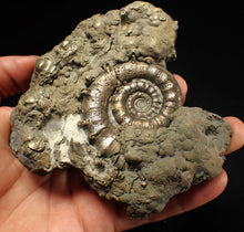 Load image into Gallery viewer, Huge pyrite Eteoderoceras (Eoderoceras) ammonite fossil (110 mm)
