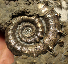Load image into Gallery viewer, Huge pyrite Eteoderoceras (Eoderoceras) ammonite fossil (110 mm)
