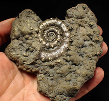 Load image into Gallery viewer, Huge pyrite Eteoderoceras (Eoderoceras) ammonite fossil (110 mm)
