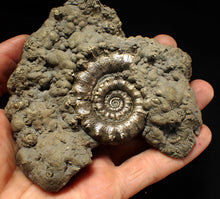 Load image into Gallery viewer, Huge pyrite Eteoderoceras (Eoderoceras) ammonite fossil (110 mm)
