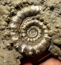 Load image into Gallery viewer, Huge pyrite Eteoderoceras (Eoderoceras) ammonite fossil (110 mm)
